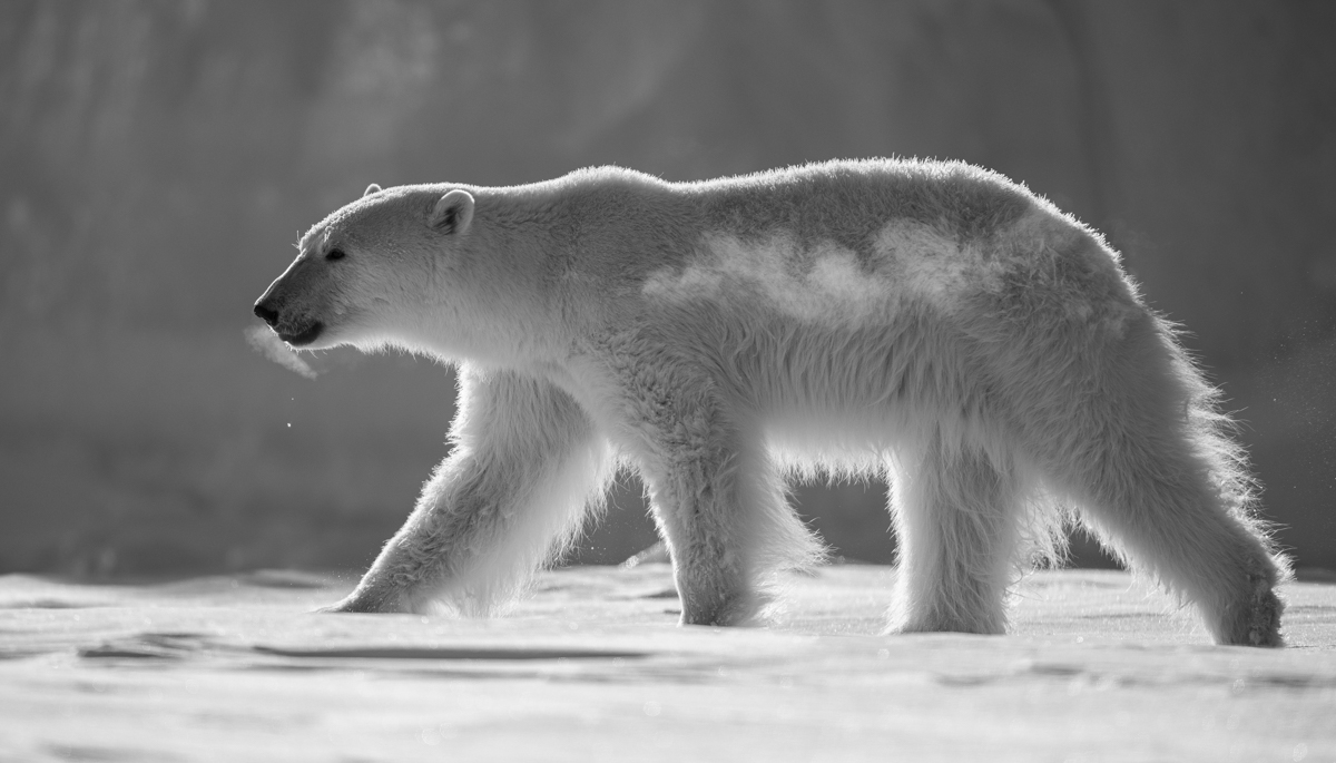The Arctic Wanderers