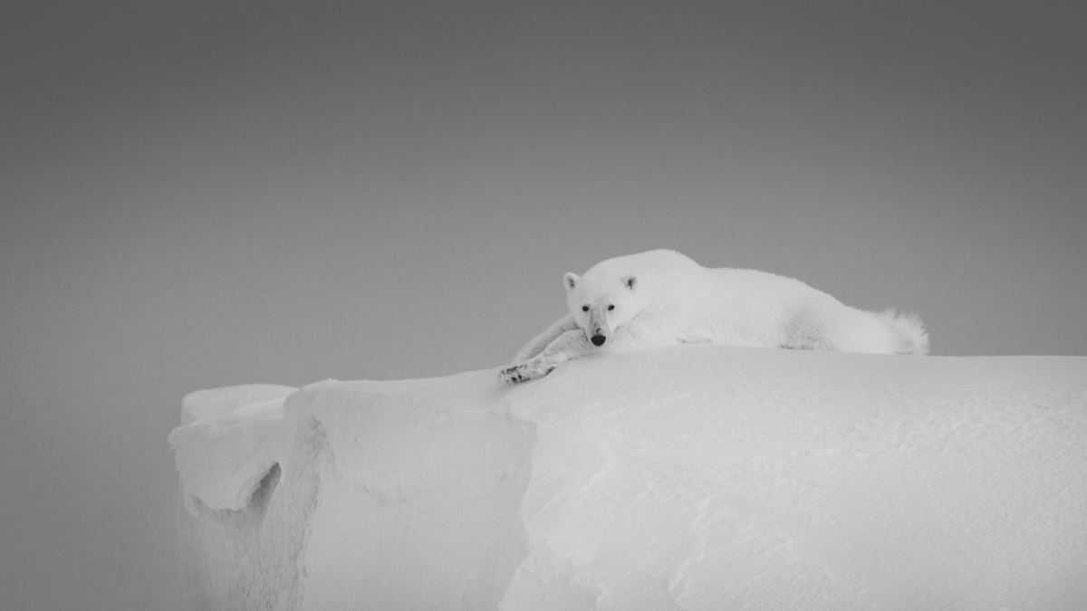 The Arctic Wanderers