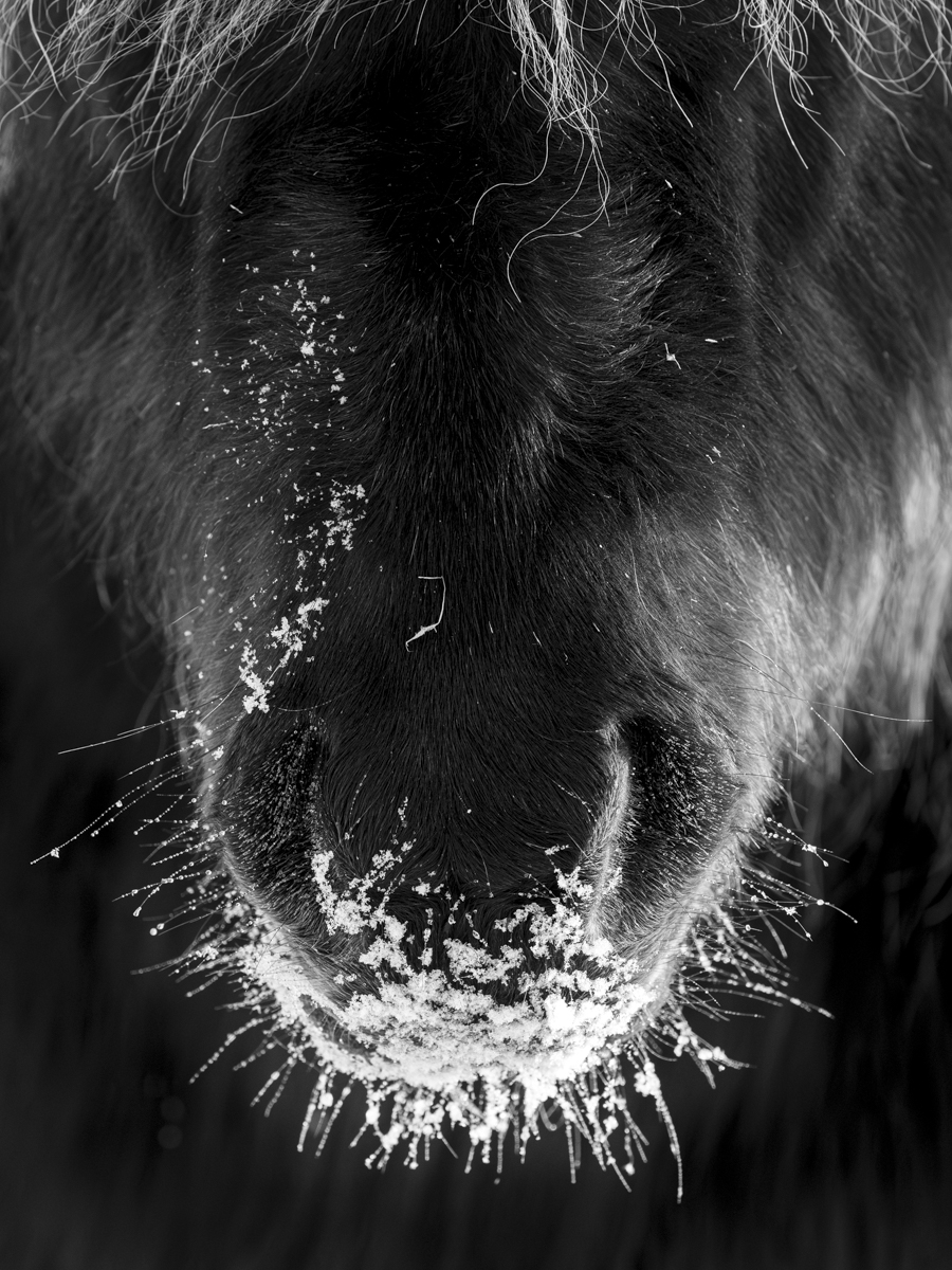 Icelandic Horses-Beauty in the beasts