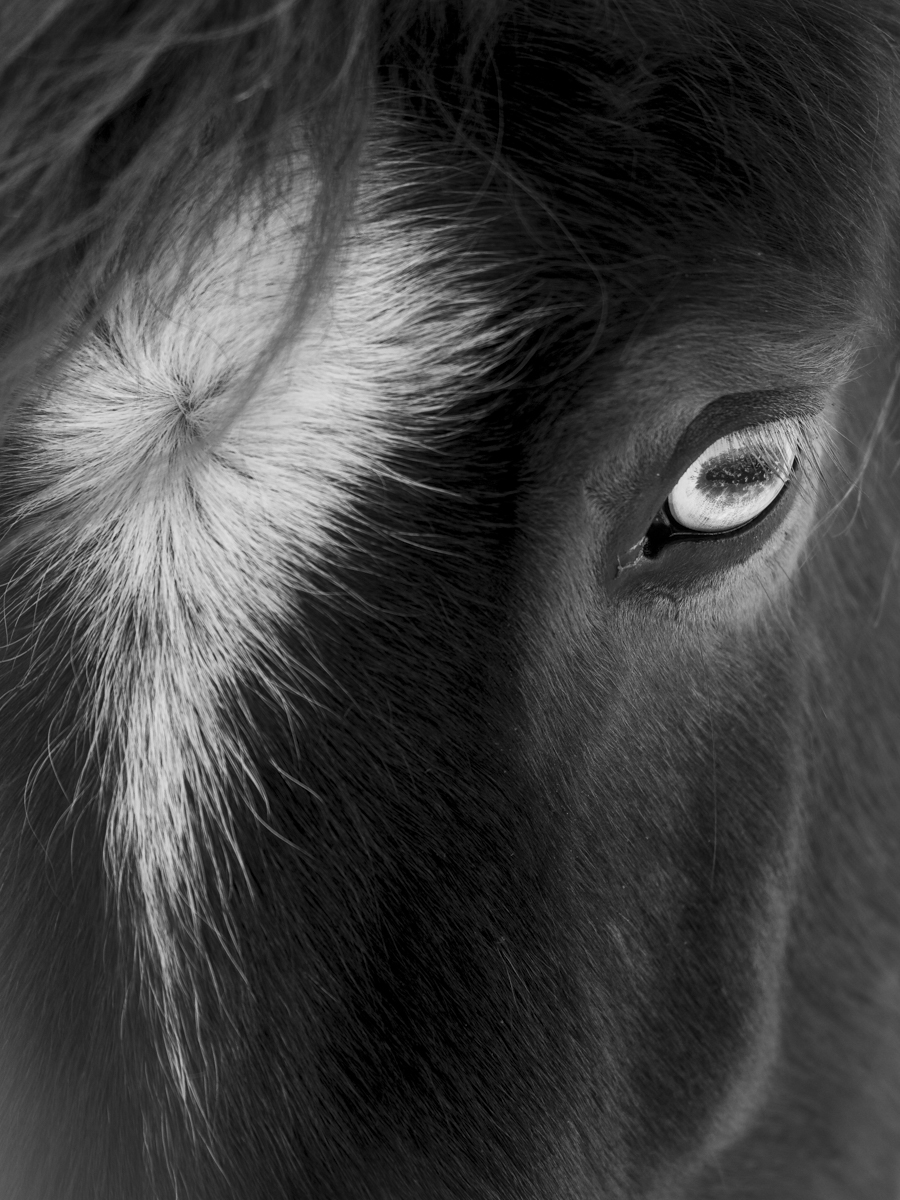 Icelandic Horses-Beauty in the beasts