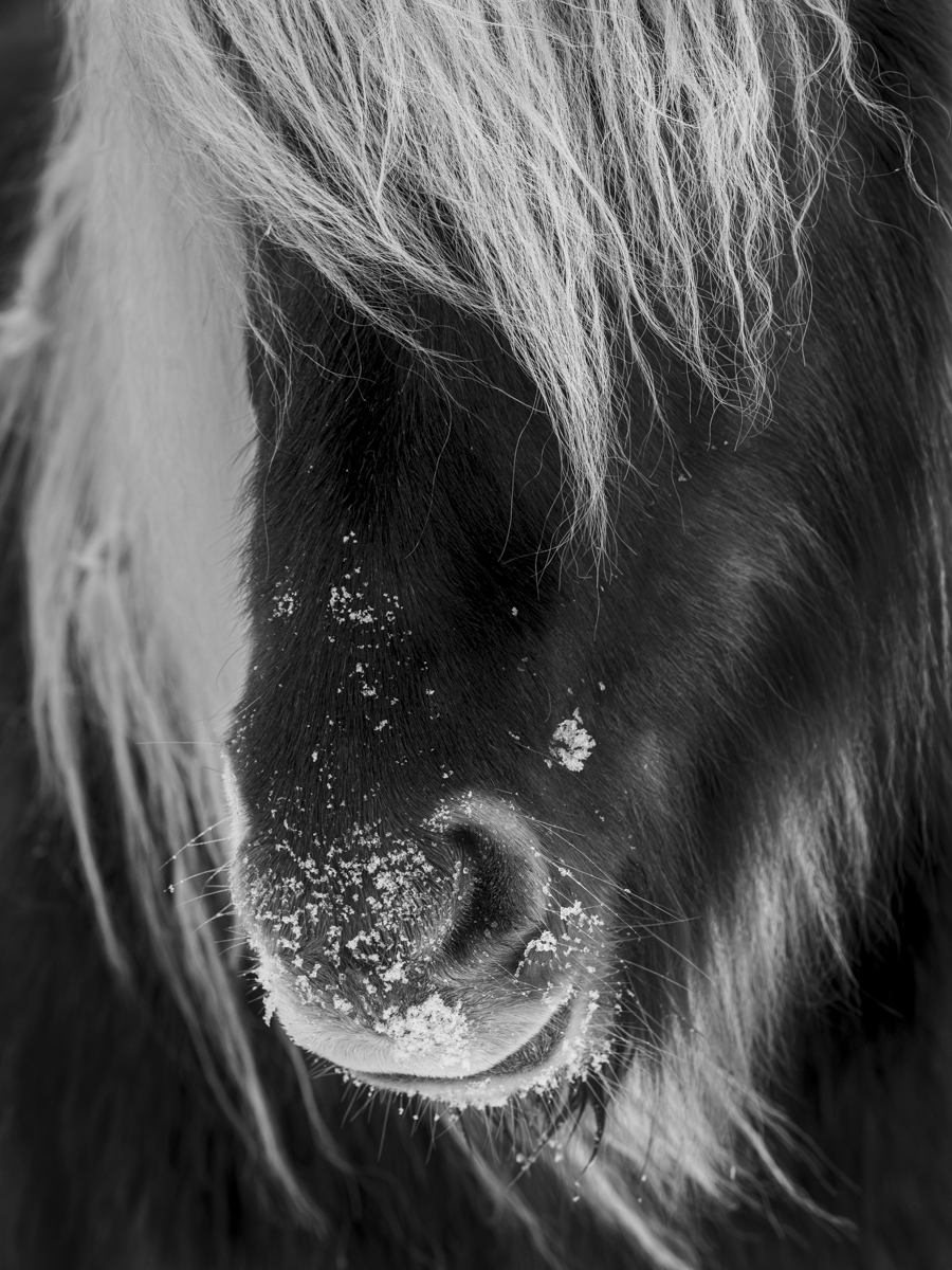 Icelandic Horses-Beauty in the beasts