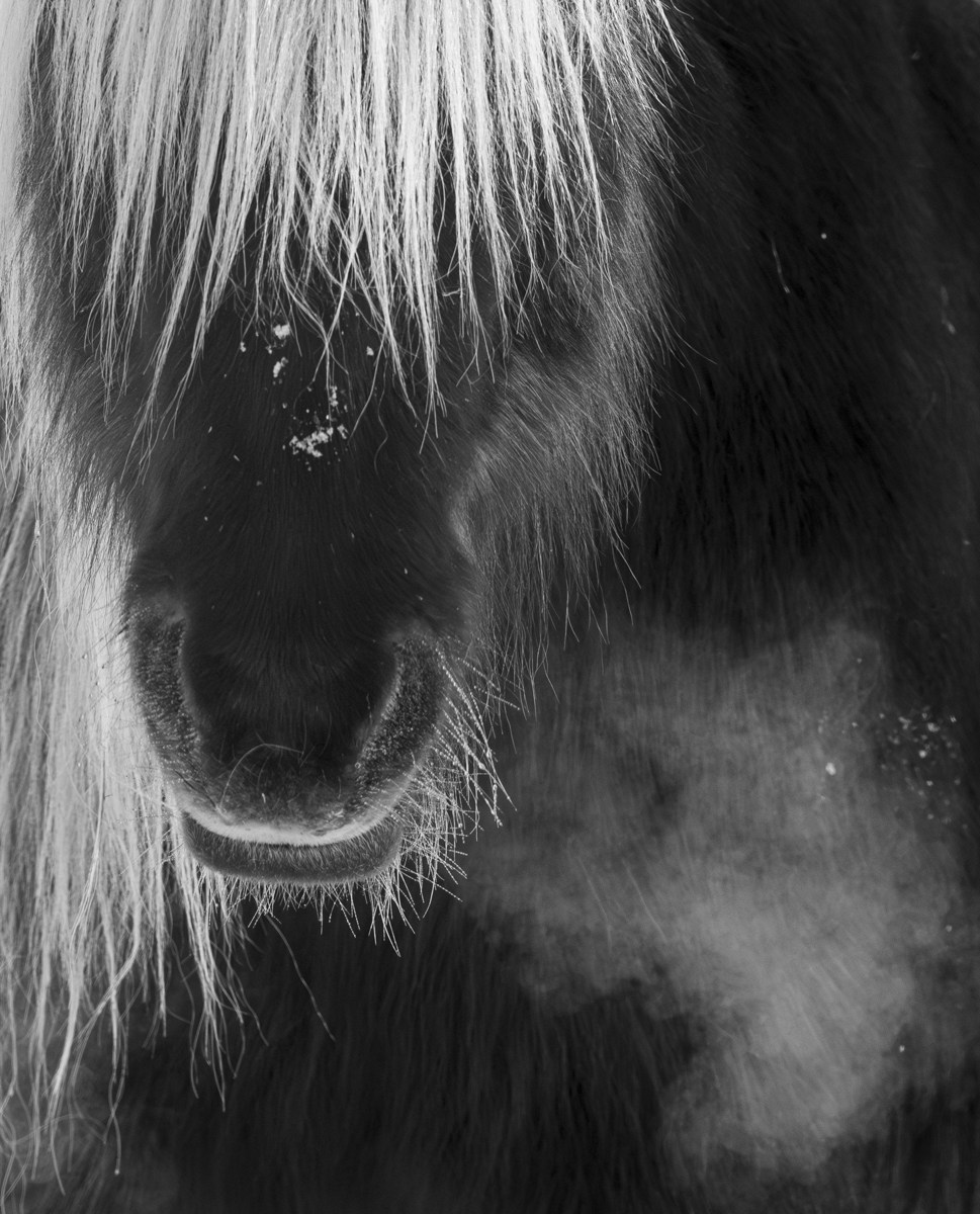 Icelandic Horses-Beauty in the beasts