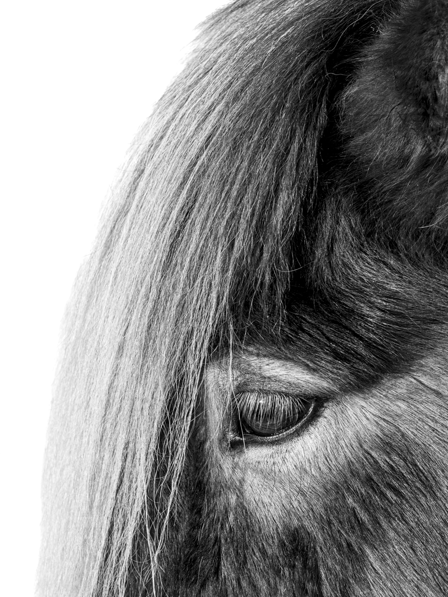 Icelandic Horses-Beauty in the beasts