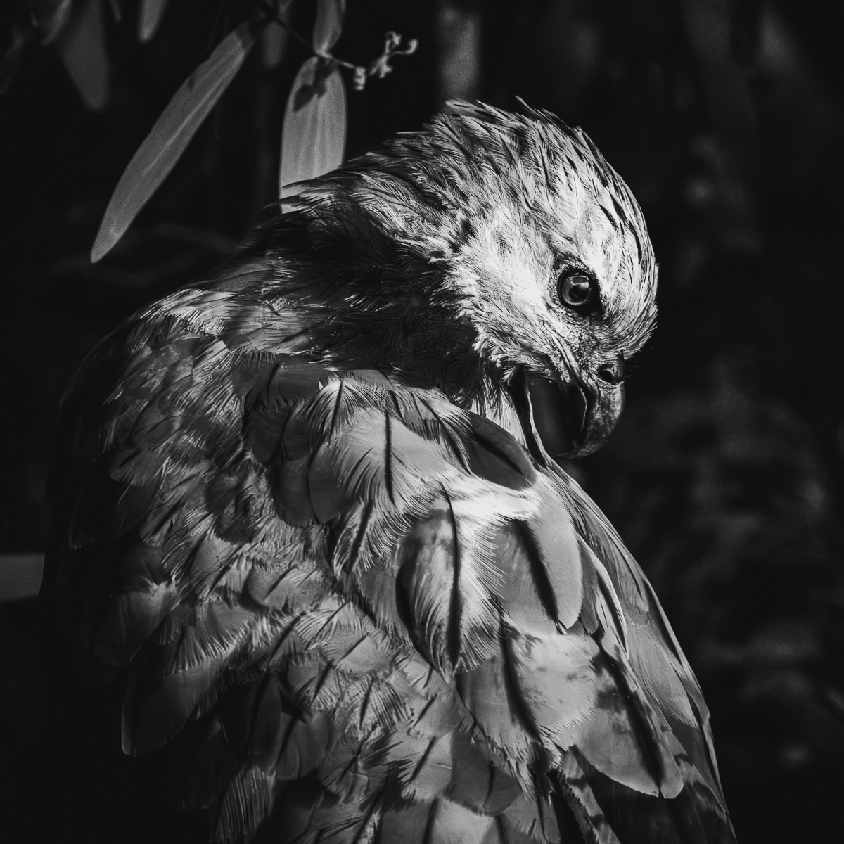 Wildlife in the Pantanal