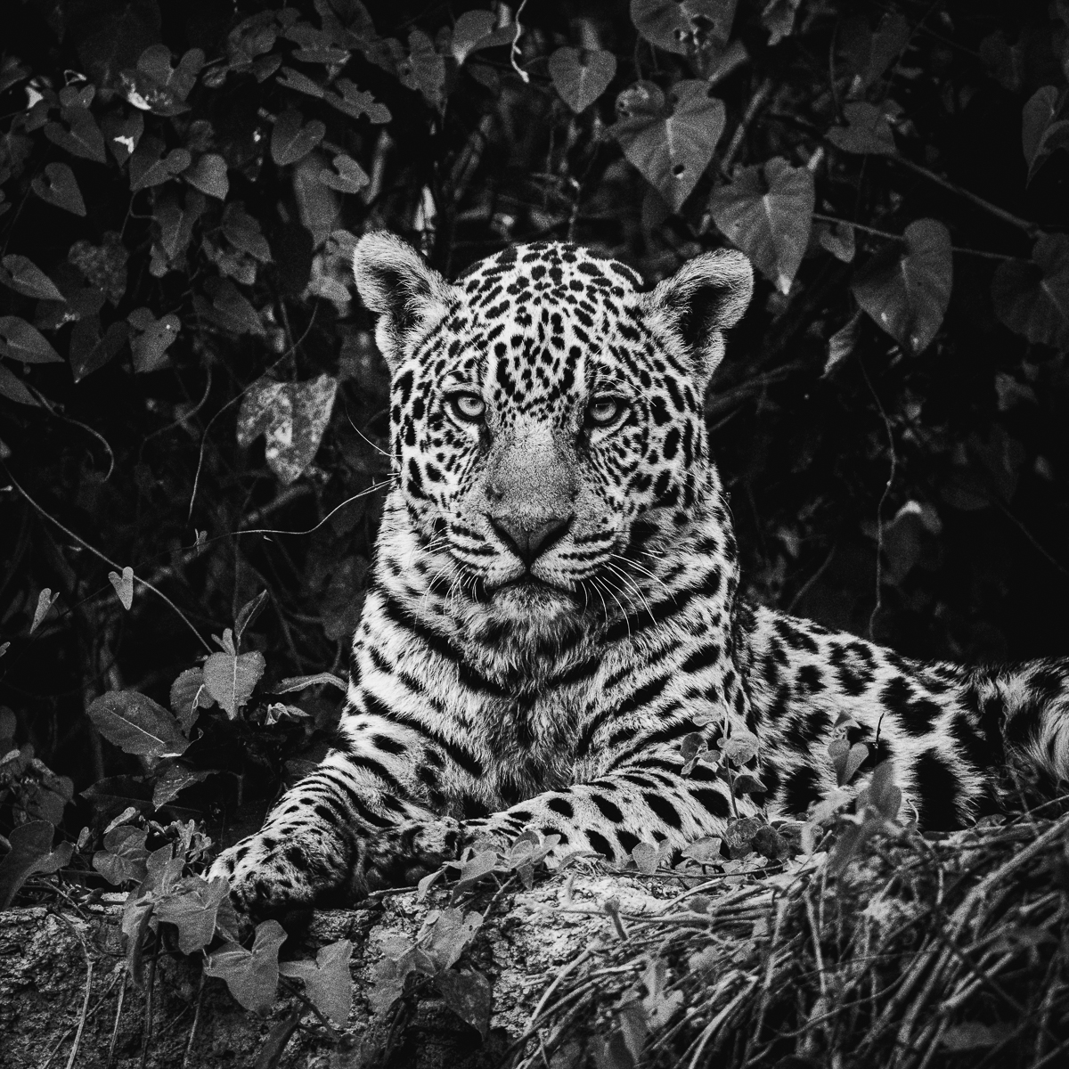 Wildlife in the Pantanal