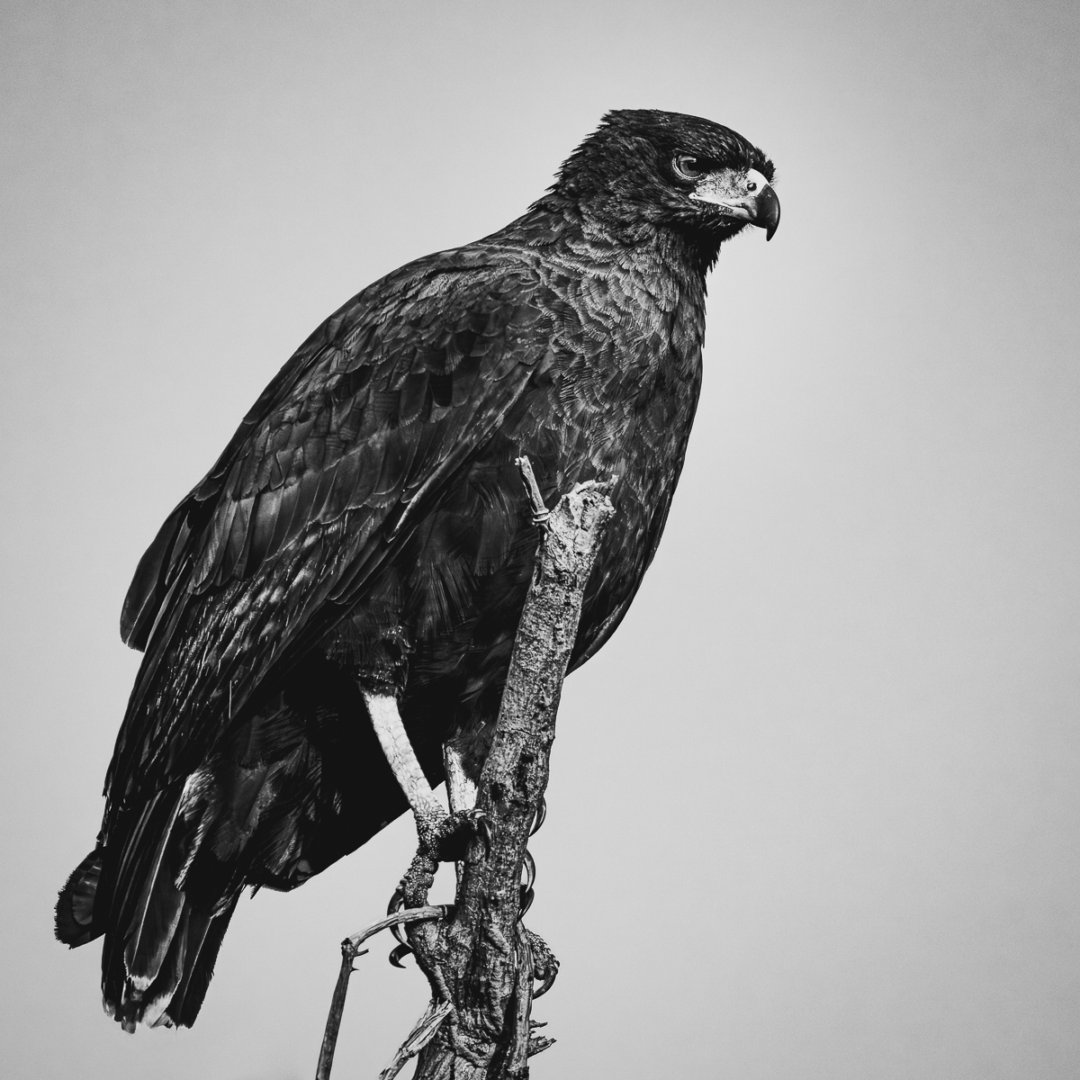 Wildlife in the Pantanal
