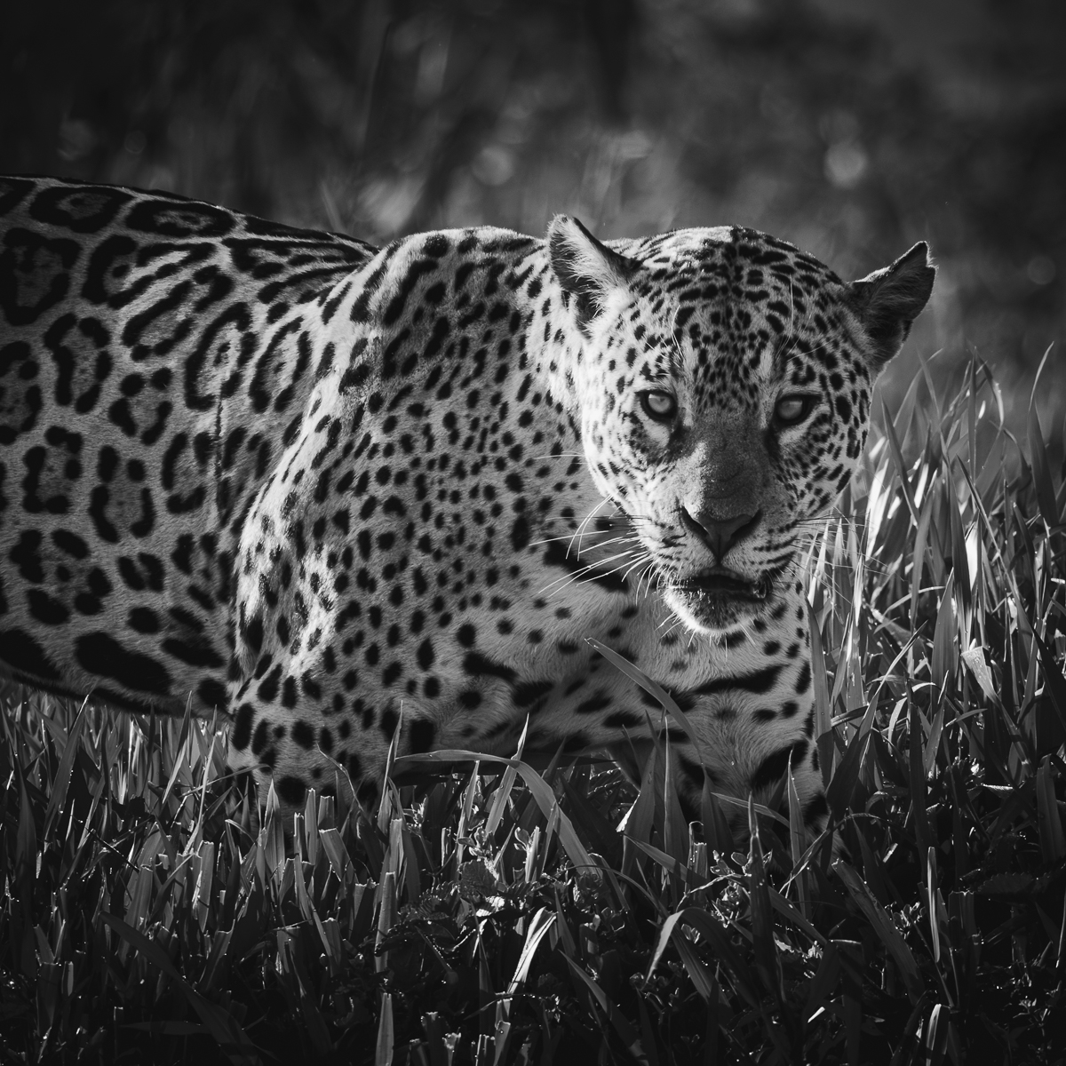 Wildlife in the Pantanal