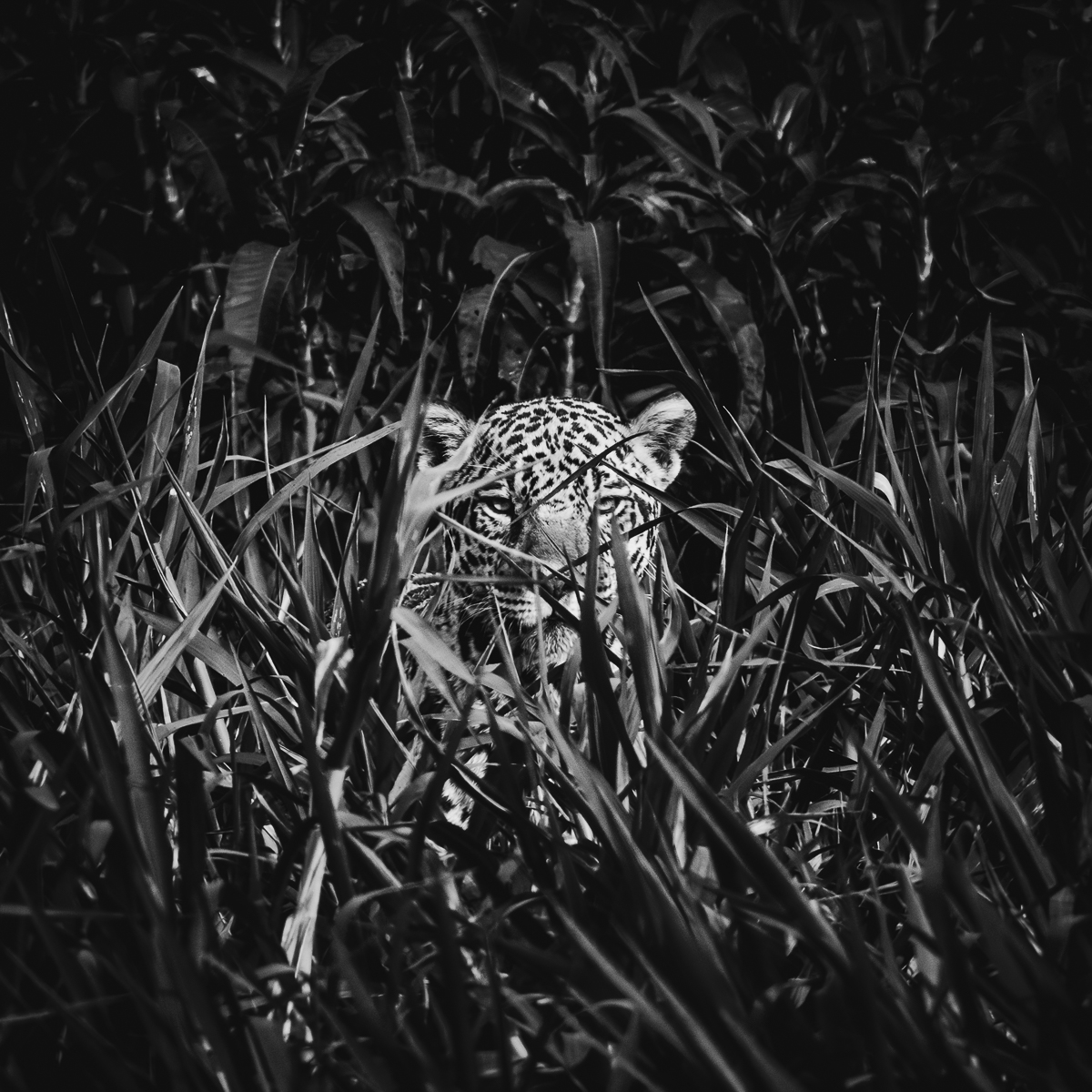 Wildlife in the Pantanal