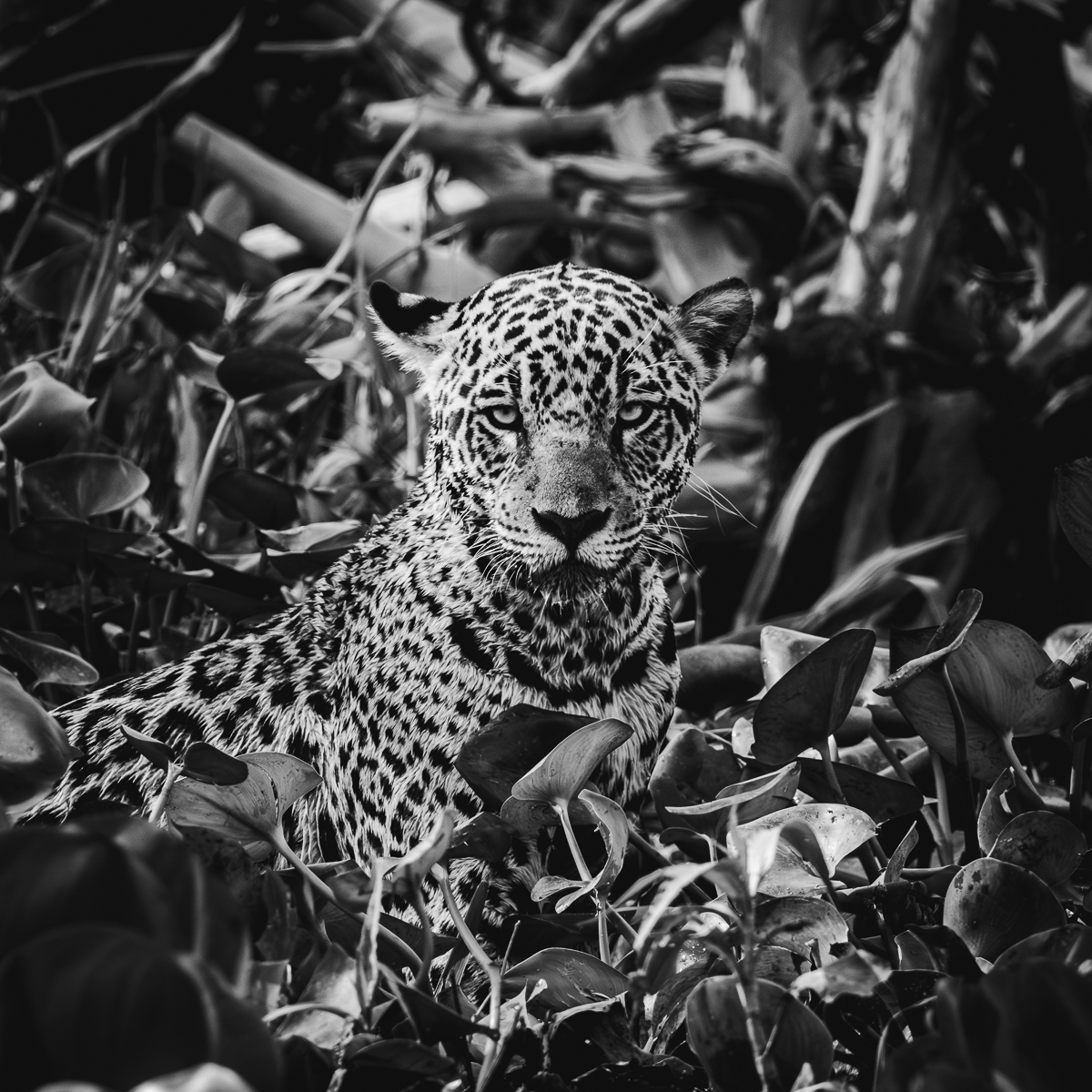 Wildlife in the Pantanal