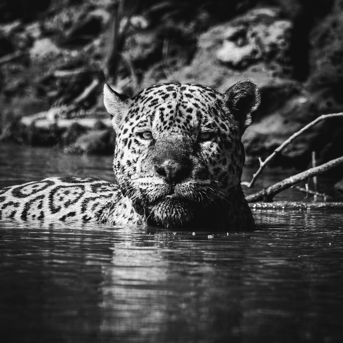 Wildlife in the Pantanal