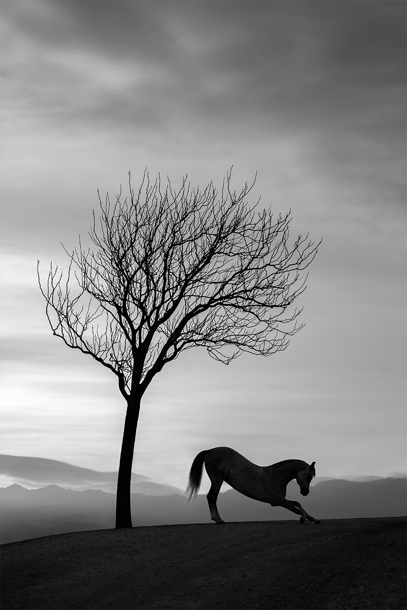 Bowing To The Night