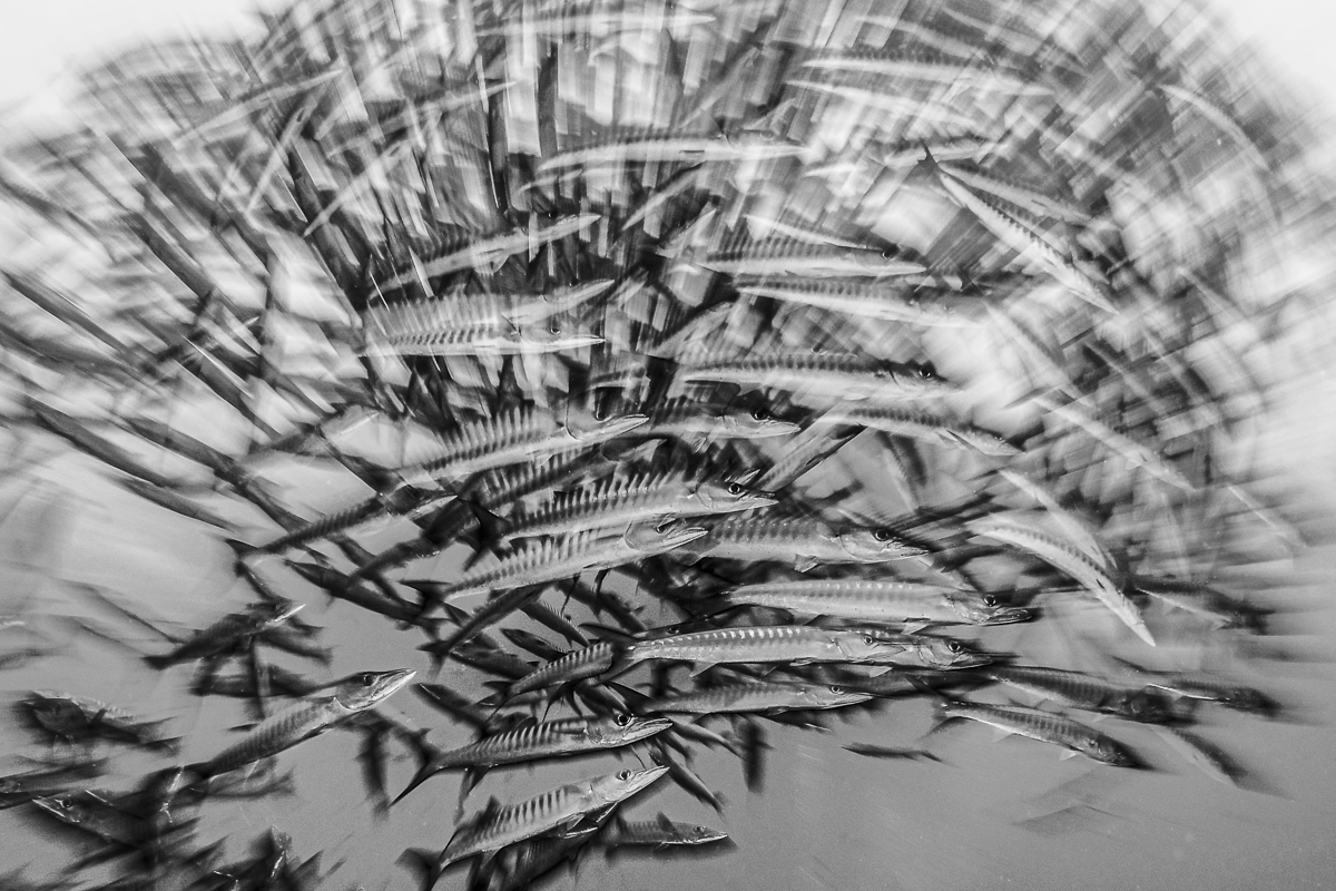 Barracuda shards