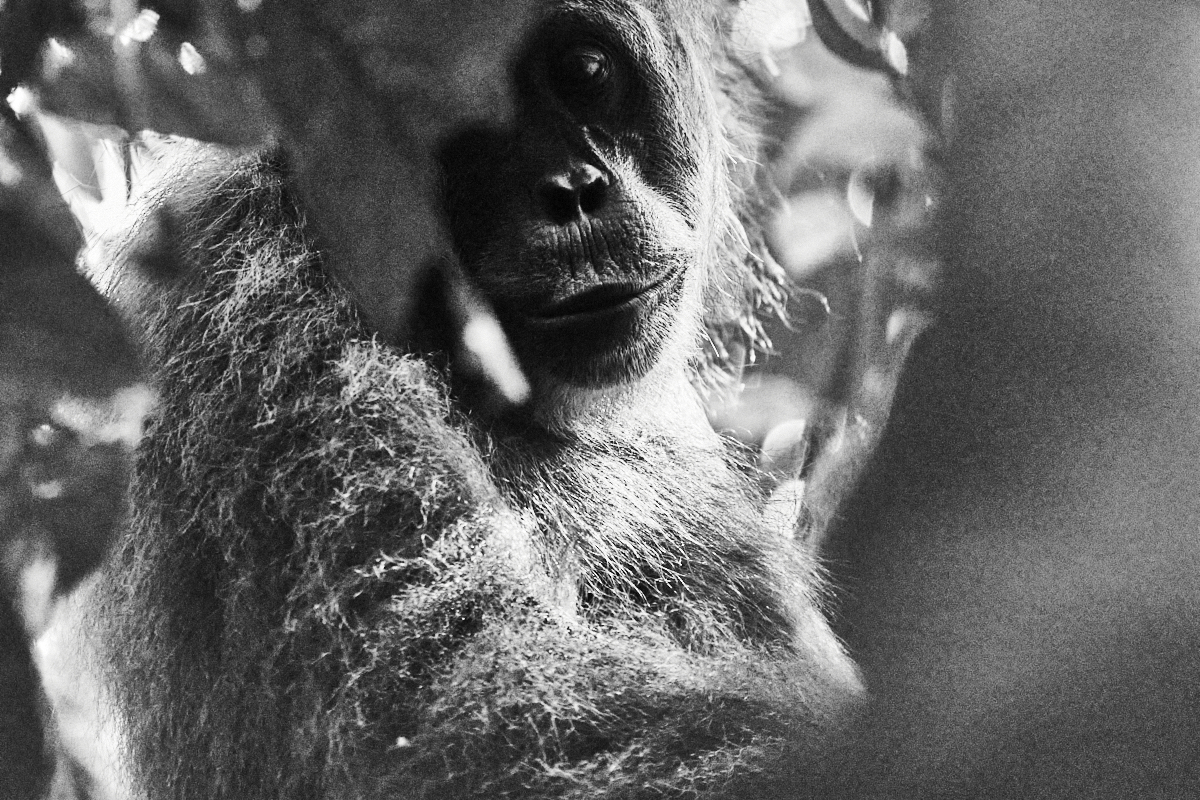 Portraits of a Distant Kin