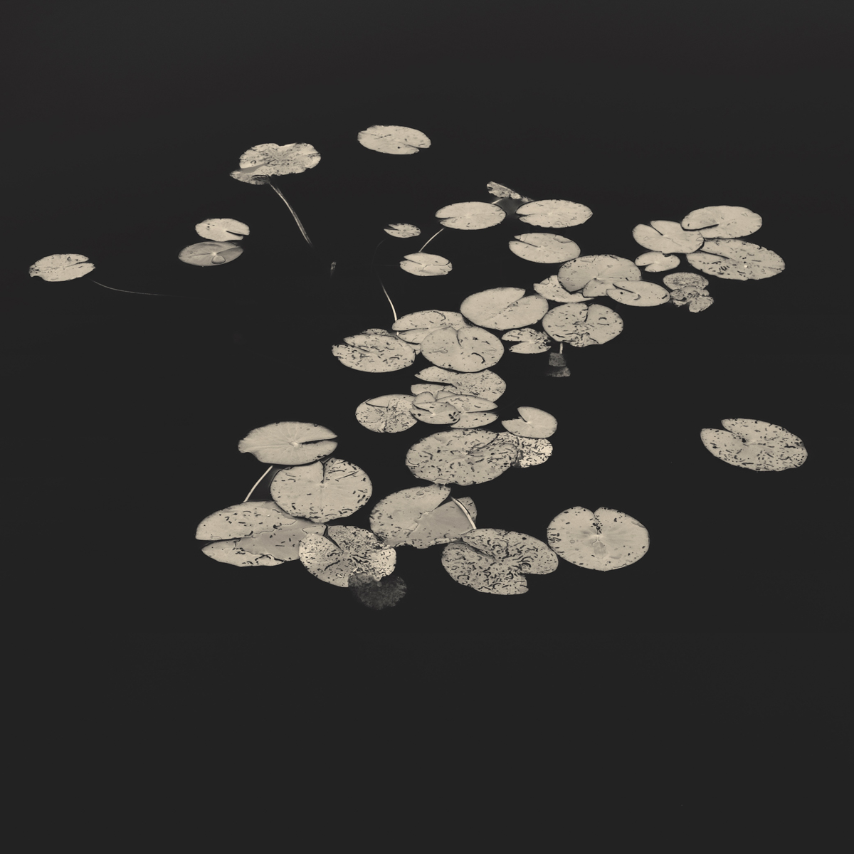 Water Lilies
