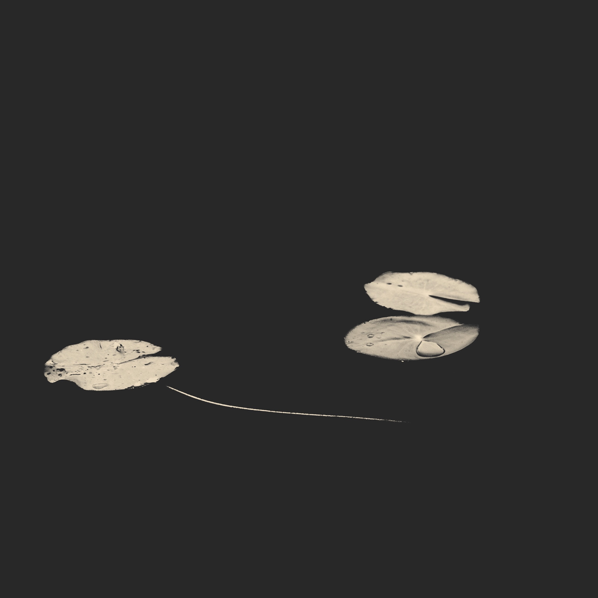 Water Lilies