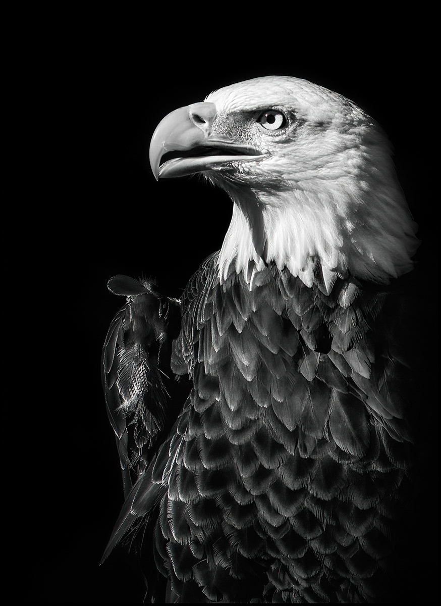 Let Freedom Ring