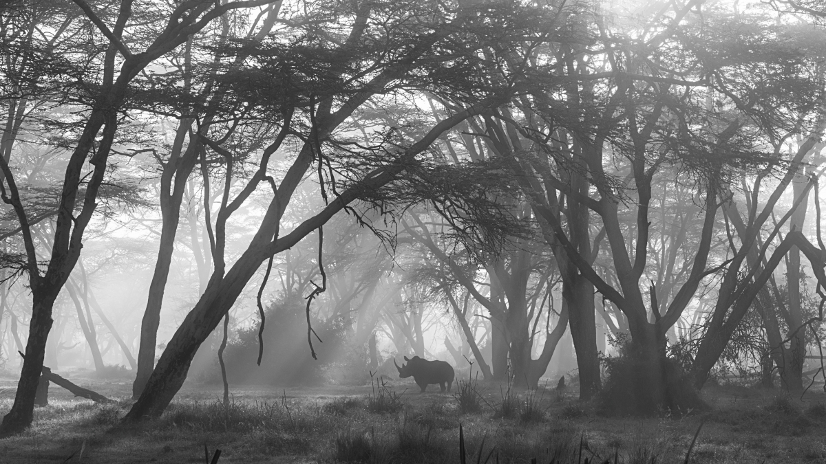 Silent Majesty 