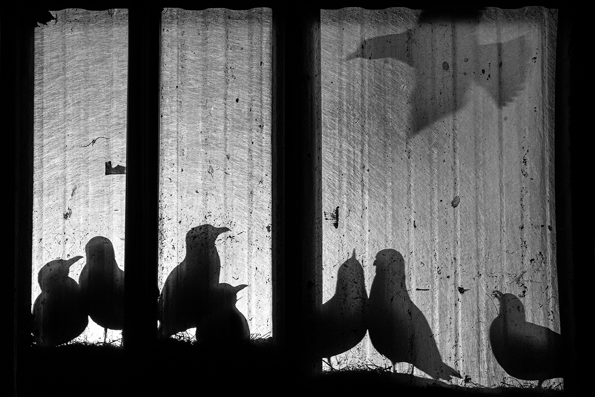 Shadows