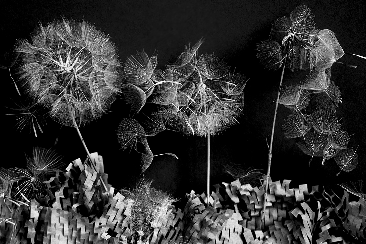 Exploding seed heads