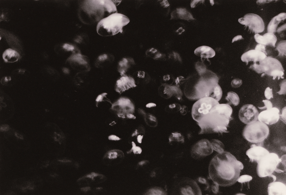 sea within a sea