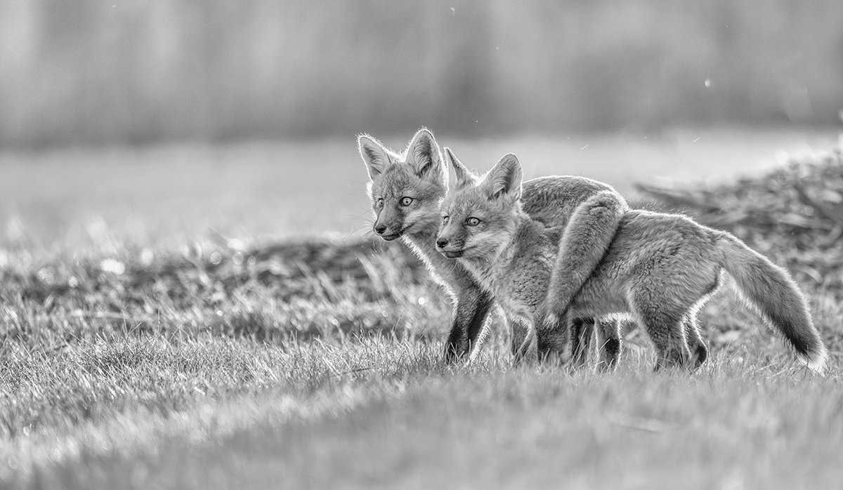Fox Family