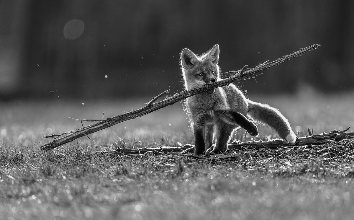 Fox Family