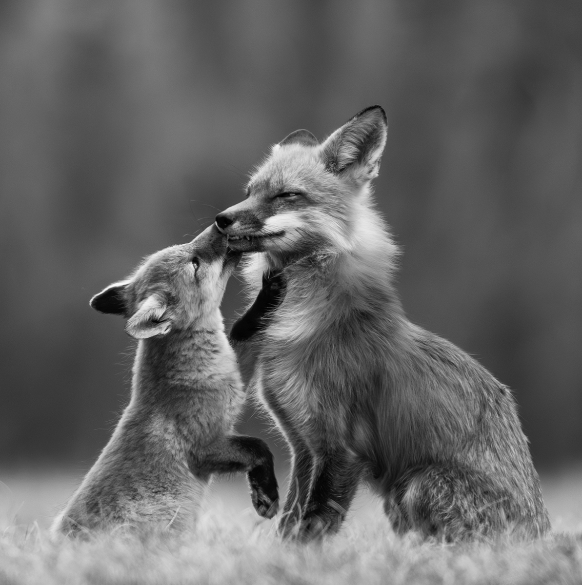 Fox Family