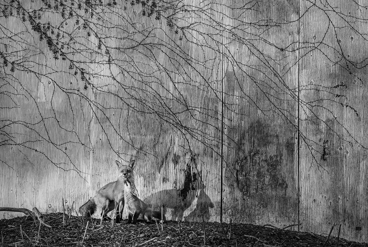 Fox Family