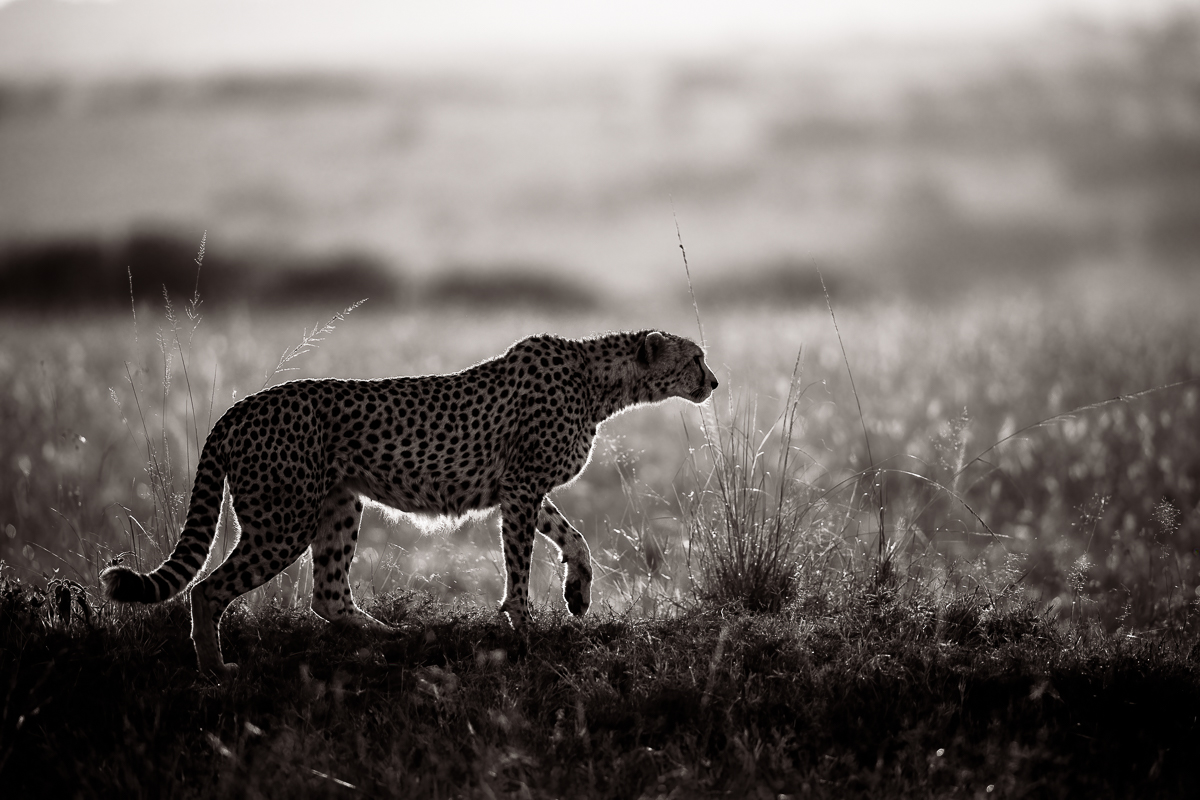 Cheetahs of the Savannah