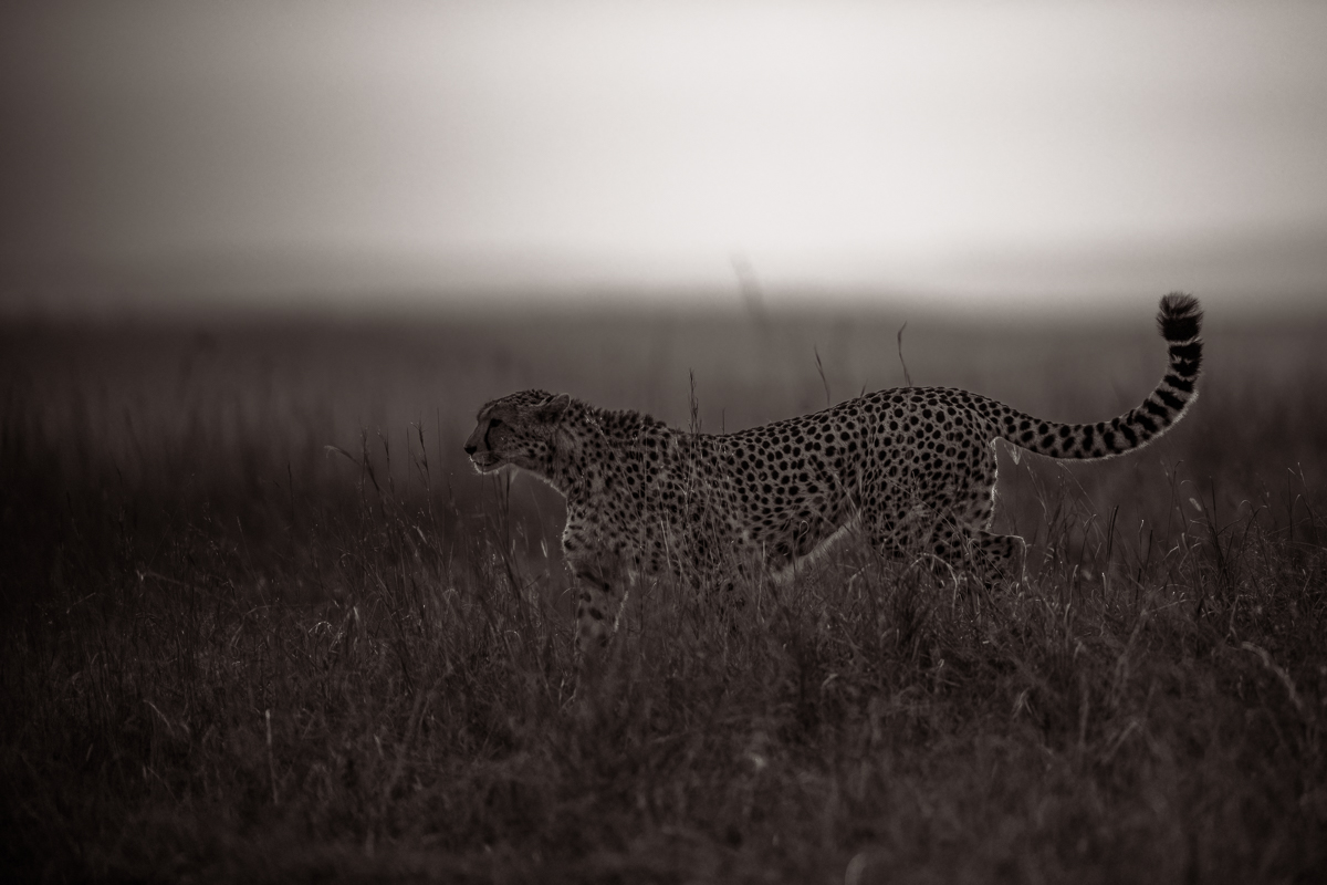 Cheetahs of the Savannah
