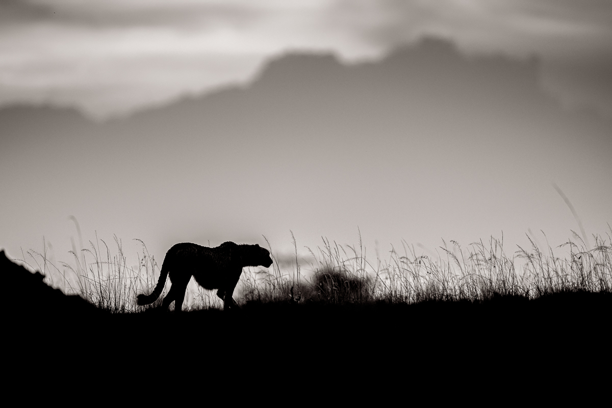 Cheetahs of the Savannah
