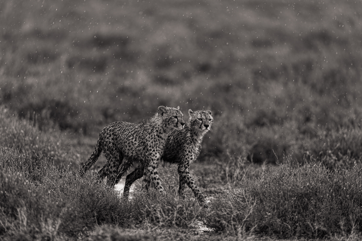 Cheetahs of the Savannah