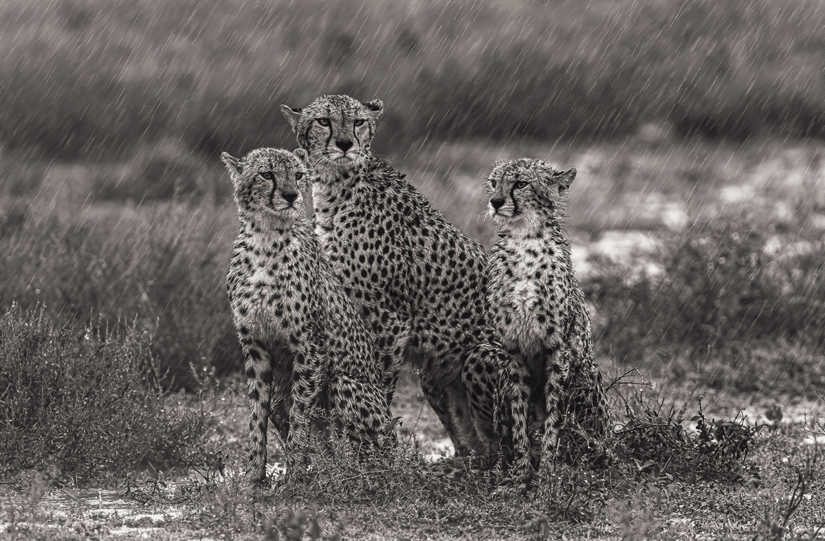 Cheetahs of the Savannah