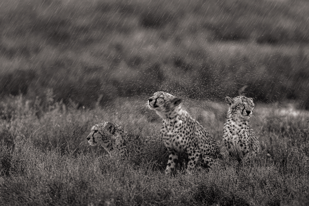 Cheetahs of the Savannah