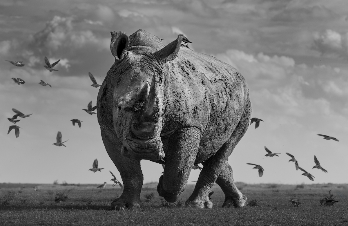 The Rhino and the Flock of Birds