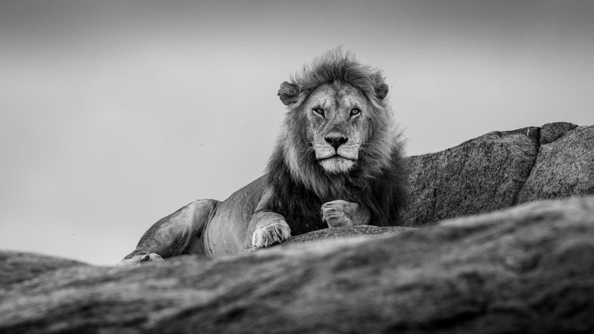King