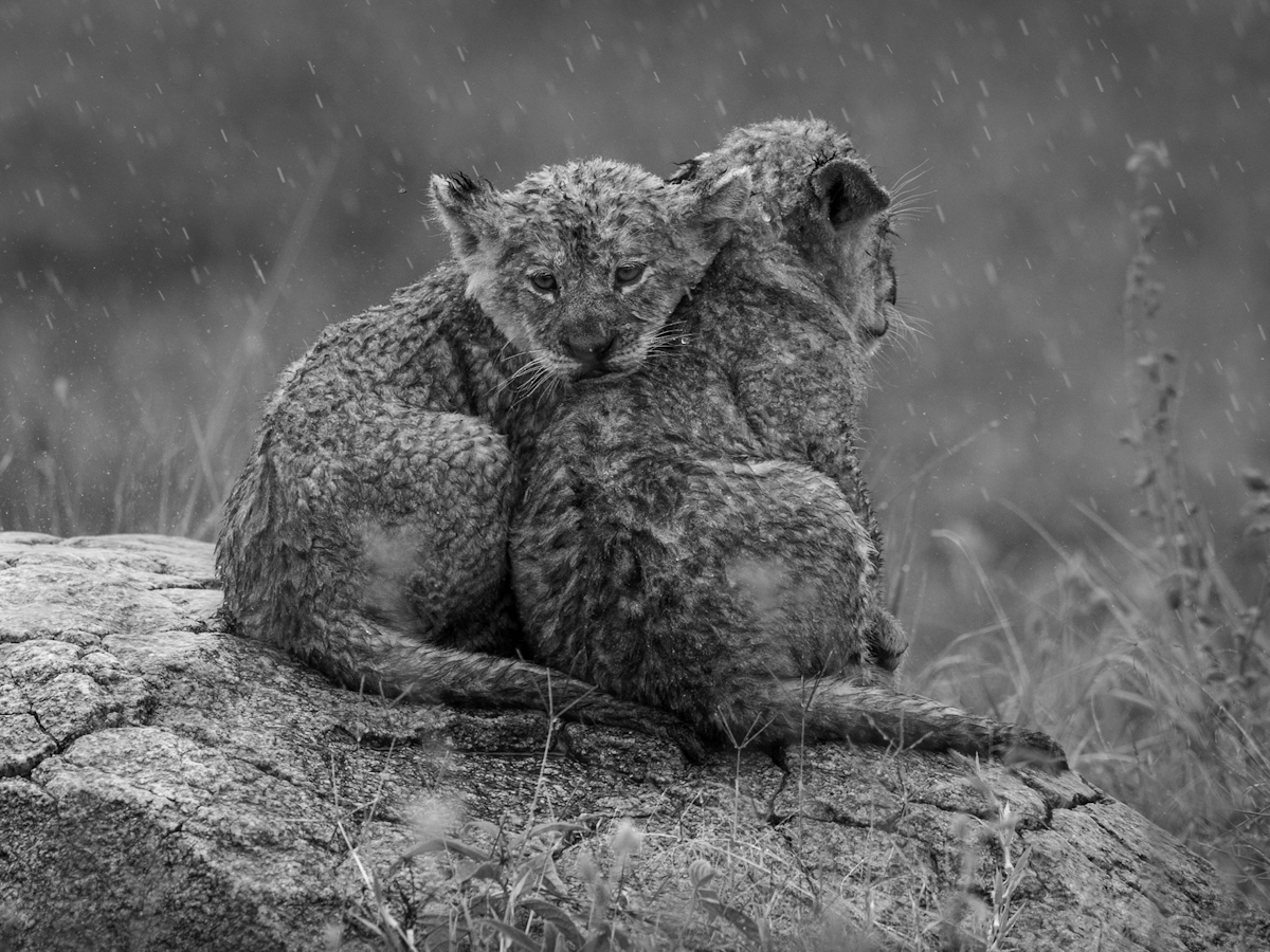 Shelter in the Storm