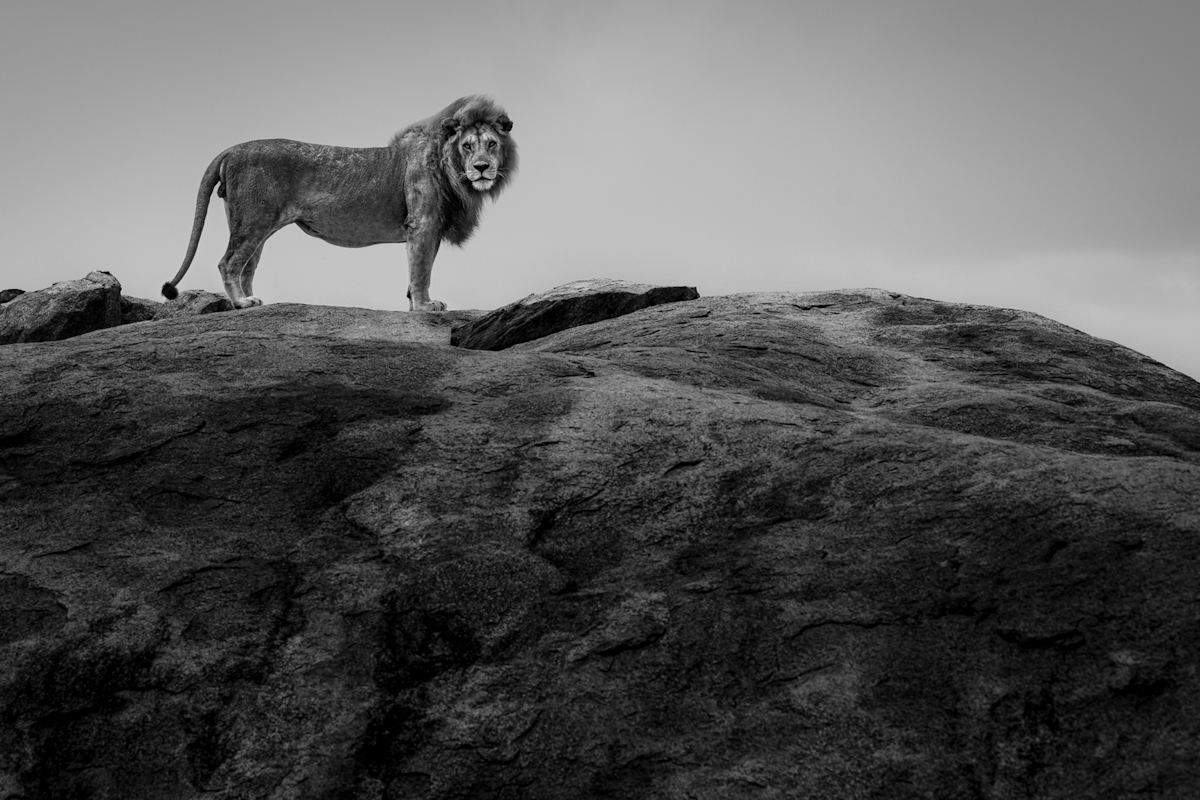 King on the Kopje