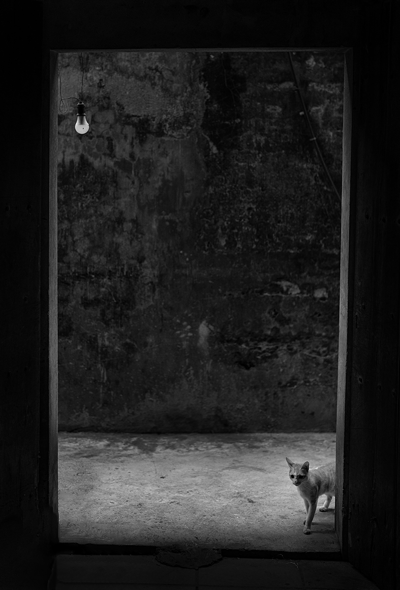 A lamp and a cat