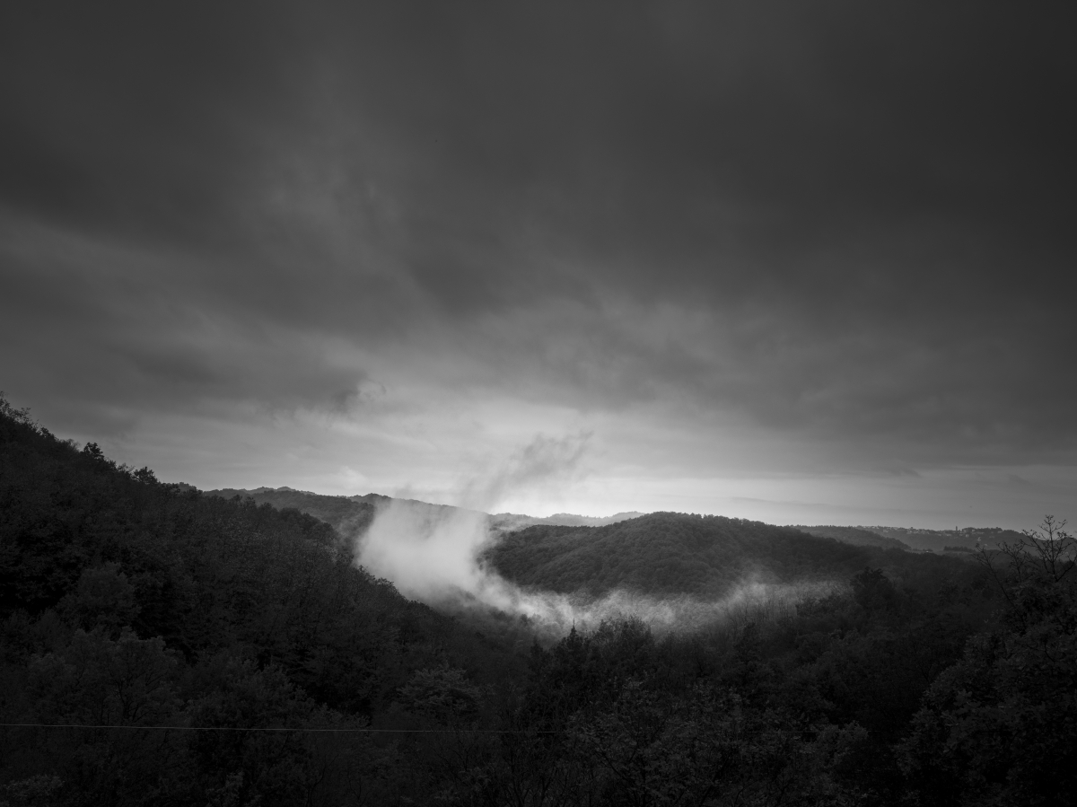 The breath of the forest