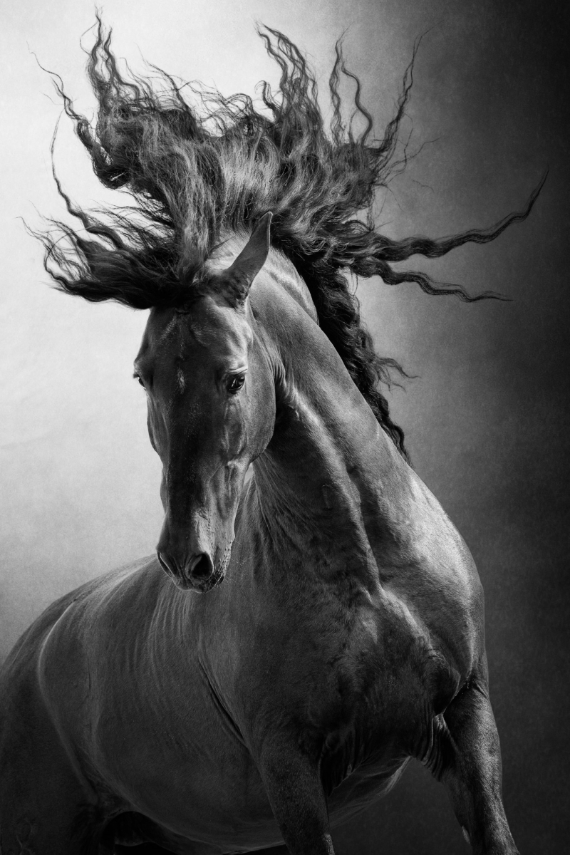 Unbridled