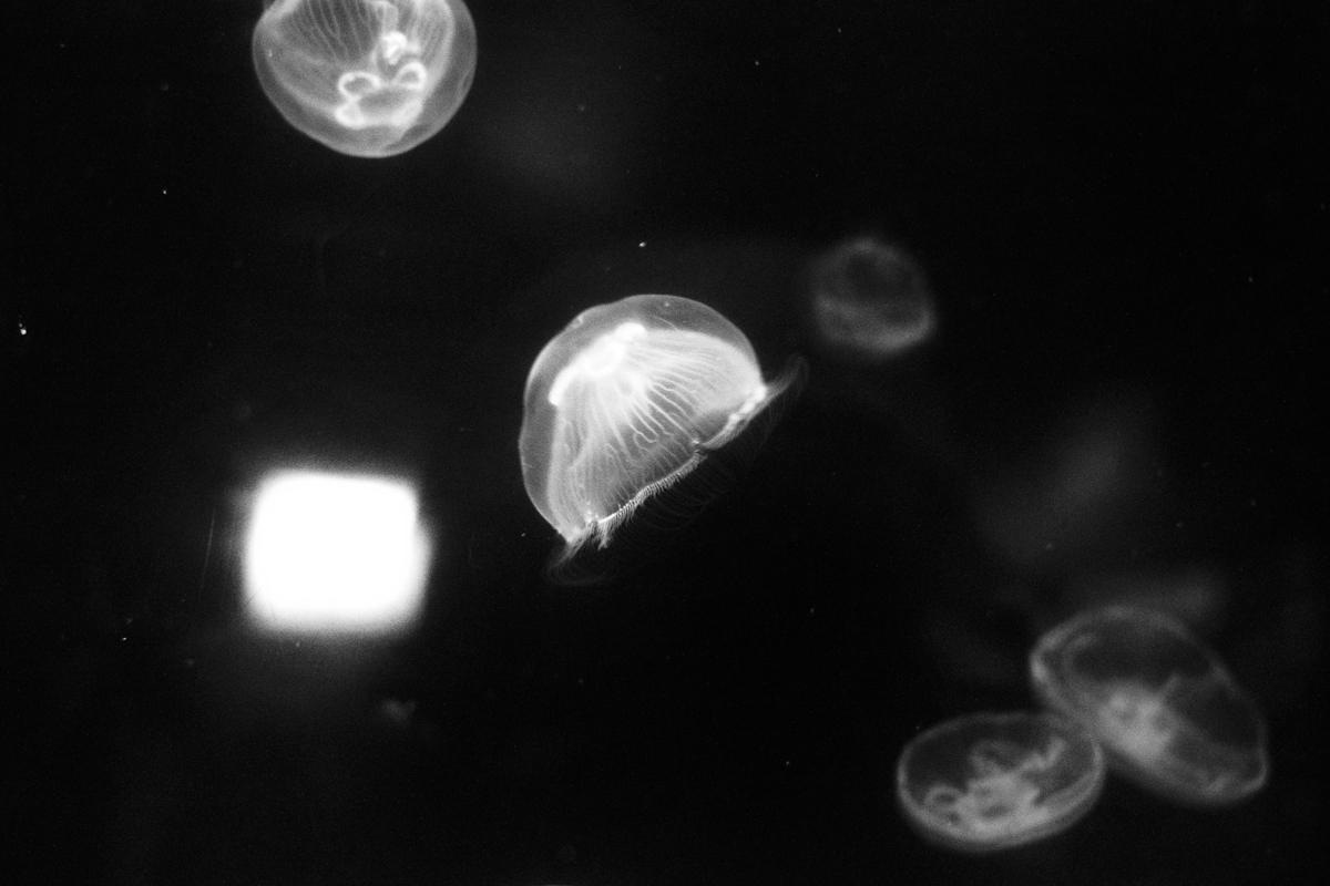 Aurelia aurita - Laisser le courant tracer la route