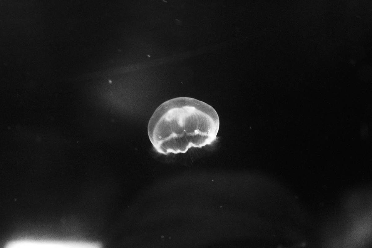 Aurelia aurita - Laisser le courant tracer la route
