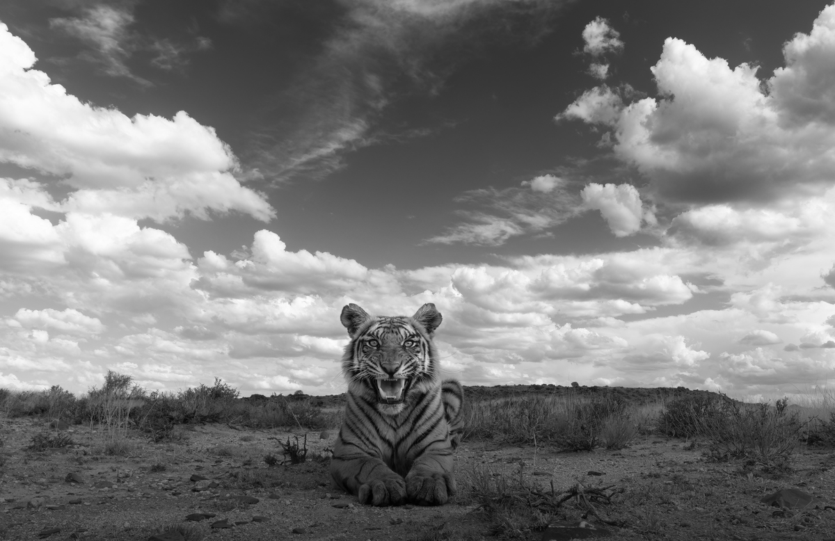 Young and brave