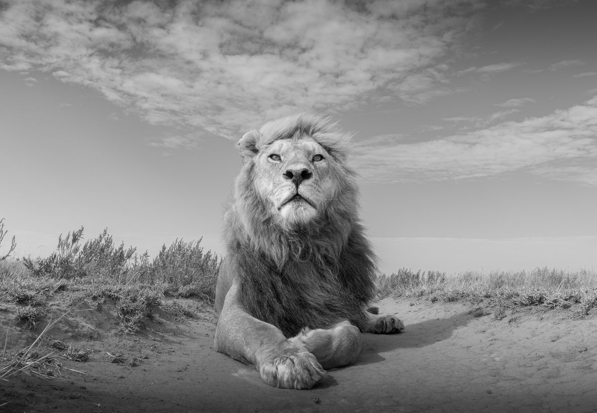 The composture of a king
