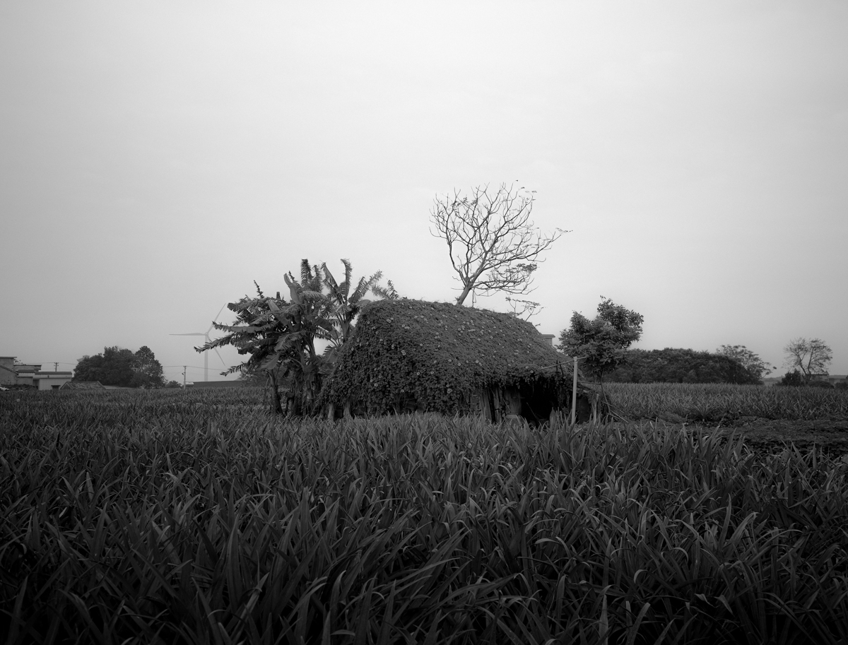 A Poem of Pineapple Field