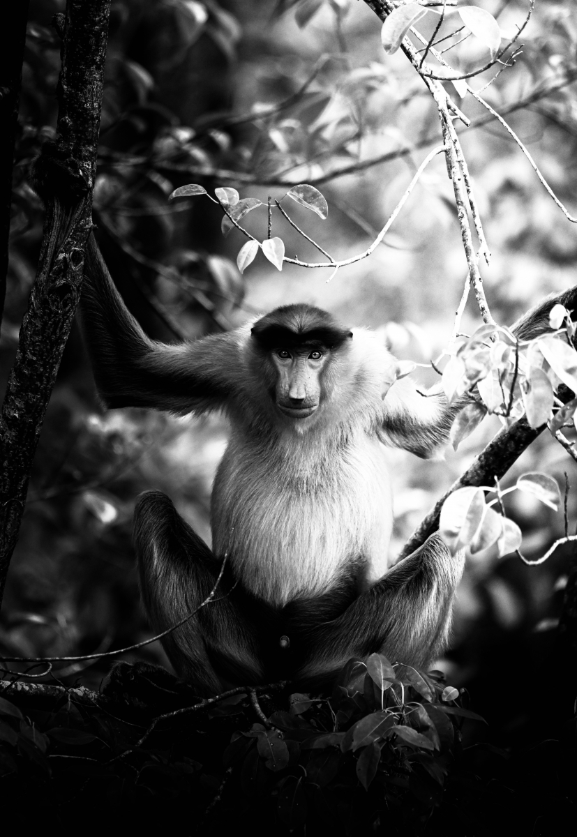 THE MONKEYS WITH THE PROBOSCIS