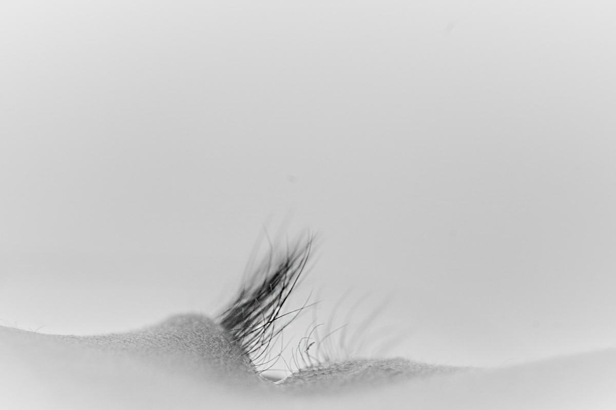 Flora