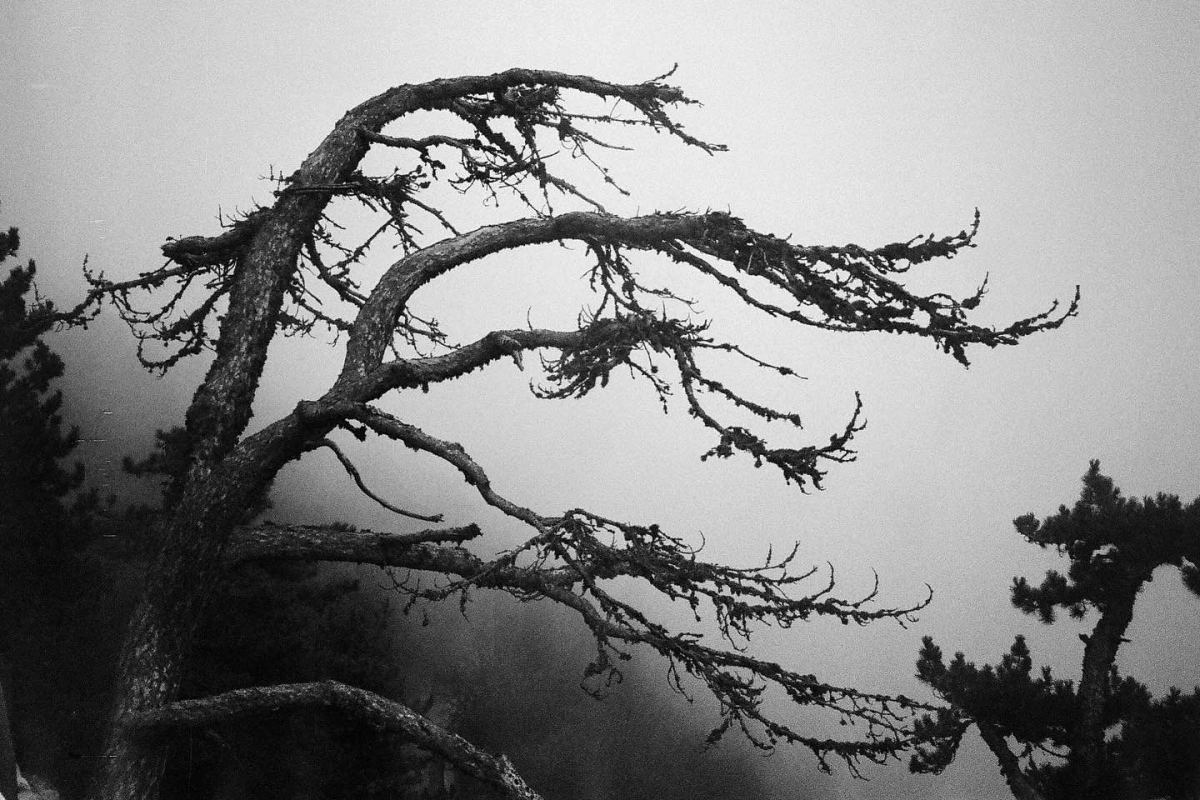 Memories in Mist 