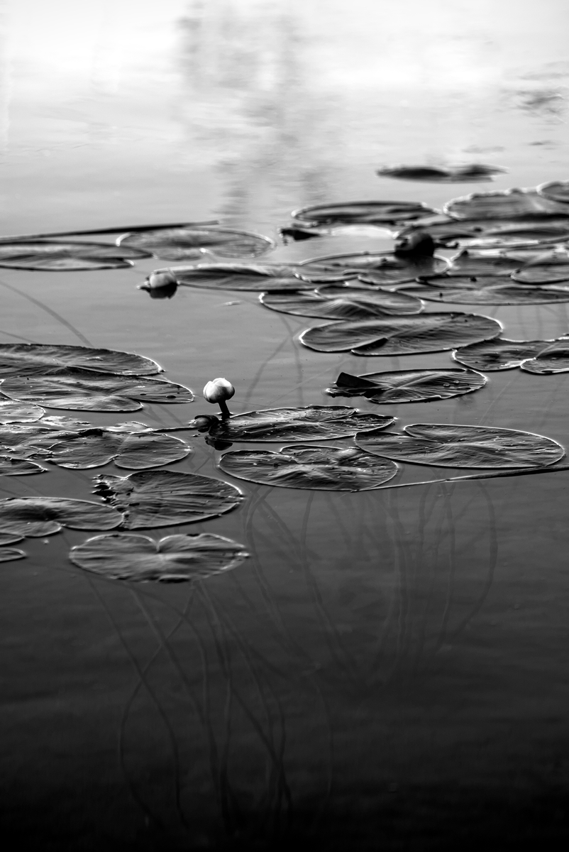 Nymphaea
